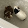Two Mid Age Male Pigs