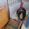 GUINEA PIG ABIUR 2 YEARS OLD and cage