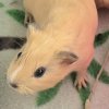 4 Female Guinea Pigs from surprise litter