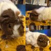 6 Cute Guinea Pigs