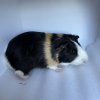 Adult male guinea pig for rehoming