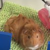 Two One Year Old Male Piggies in Minneapolis