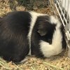 2 male guinea pigs 6 yrs old