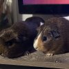 Two female guinea pigs needing a new home