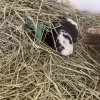 2 Female Guinea Pigs searching for a new home