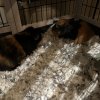 Two Male Guineas Needing a Loving home