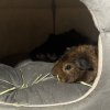 2 Male Guinea Pigs