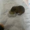 Two males with cage. Bonded duo.