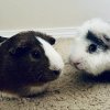 Bonded pair of adult males seeking new home
