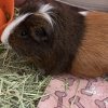 2 Older Guineas in need of rehome