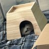 Two adorable bonded male guinea pigs!