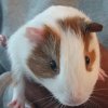 My caring Guinea