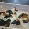 Baby guinea pigs,  tri colors