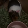 2 Female Guinea Pigs