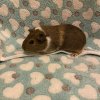 Female Guinea pigs