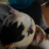 Male Guinea Pig in need of new home