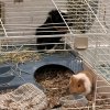 Two guinea pigs both boys Athens Ga