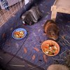 Two sweet and cute male bonded Guinea Pigs