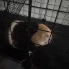 Guinea Pig For Sale! Serious Inquiries Only!