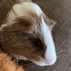 2 Male Guinea Pigs Bonded (1 year)