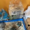 Circuit - One Male Piggie