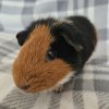 Bucky, 3 year old female