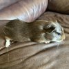 M/F Adolescent/Baby Guineas