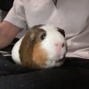 Four bonded female guinea pigs need rehomed