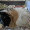 Adorable Male Piggy Looking for Loving Family