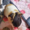 Rehoming 2 female 1 year old guinea pigs