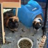Two male piggies need a good loving home