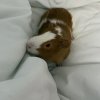 Two male guinea pigs looking for a new home