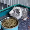 Adolescent Male Guinea Pigs | 6 months old