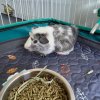 Adolescent Male Guinea Pigs | 6 months old