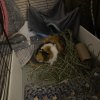 Female Year Old Guinea Pig to Adopt!