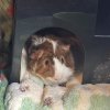 Two Mid Age Male pigs