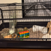 2 - 2 year old Guinea Pigs - Females - rehome