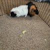 Two Male Guinea Pigs For Sale Columbus