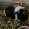 Dalé Male Guinea Pig