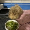 Female Guinea Pig - with cage and food