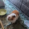 Looking to re-home two males (unbonded)