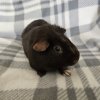Scabbers, 4 year old male