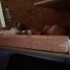 Rehome my 4 girl guinea pigs