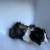 10 Week Old Male Guinea Pig