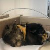 Two female Guinea Pigs need REHOMING