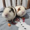 Bonded male Teddy Guinea Pigs need a home!