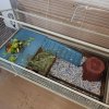 2 Bonded Female Guinea Pigs