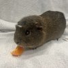 Two Five Year Old Male Bonded Pair