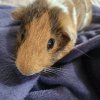 Needing to rehome my sweet babies