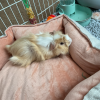 3 boys and 3 girls for adoption